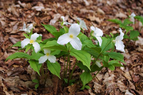 Wildflower facts