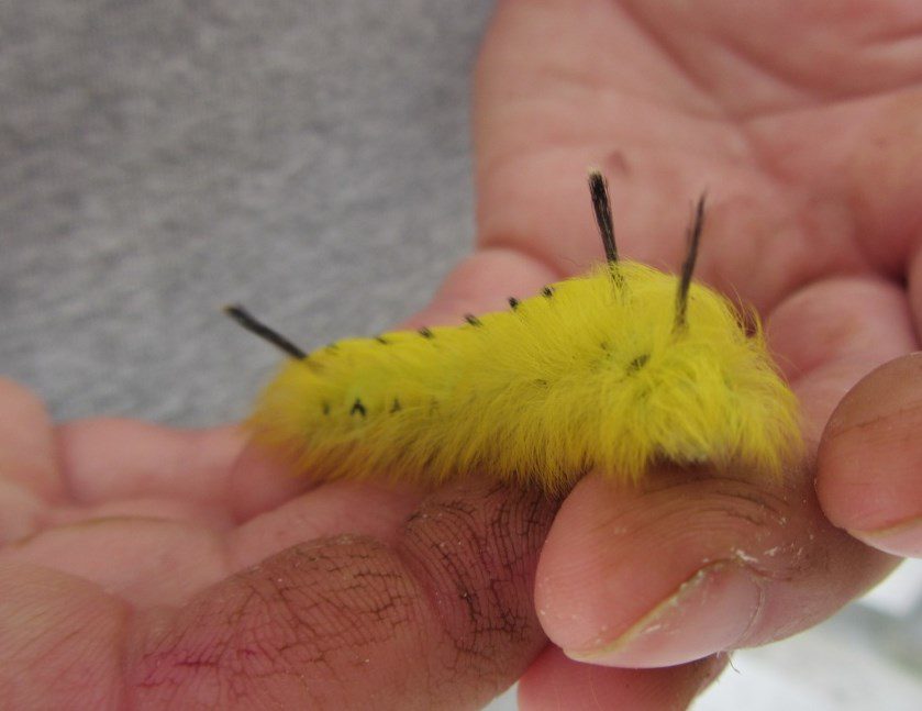 Captivating Caterpillars Chelsea Michigan