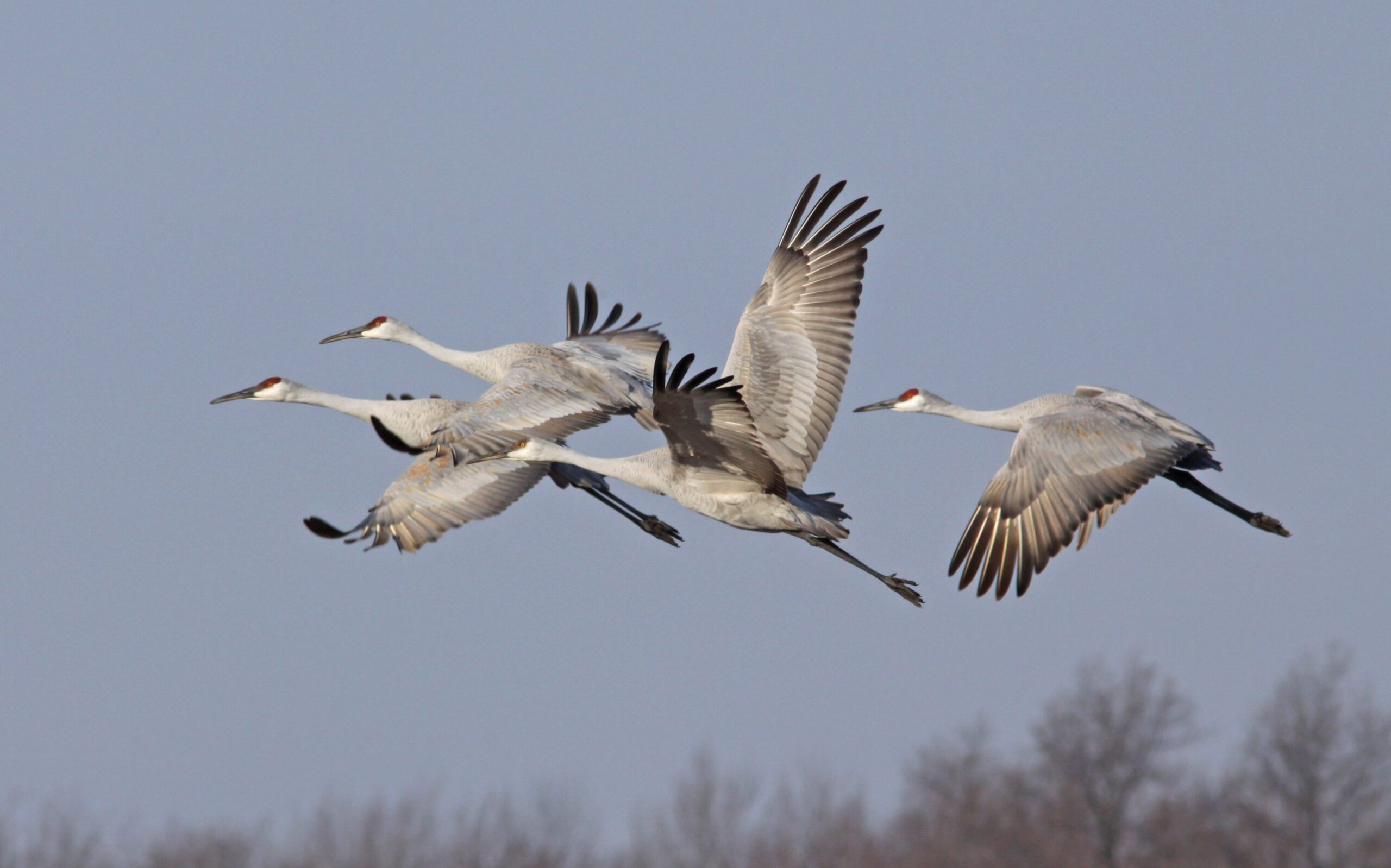 Sandhill Crane Tour | Chelsea Michigan | chelseamich.com