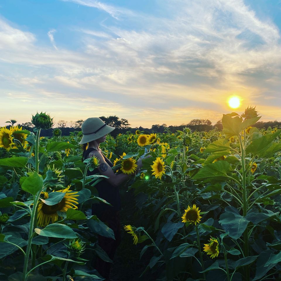 Sunflower Festival at Jacob’s Fresh Farm Chelsea Michigan