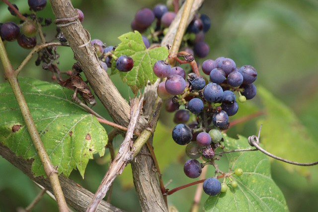 EDIBLE AND MEDICINAL PLANT WALK | Chelsea Michigan | chelseamich.com